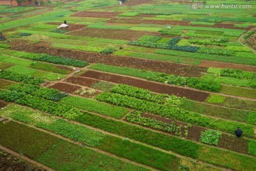 蔬菜基地