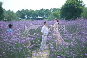 紫色花海拍婚纱