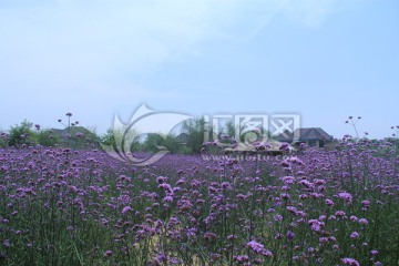 千龙湖湖紫色马鞭草