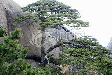 黄山迎客松