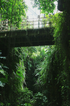 华南植物园之热带雨林