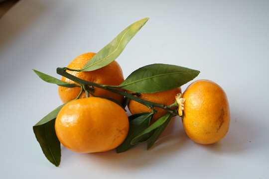 带叶子的桔子 橘子 橙子 柑橘