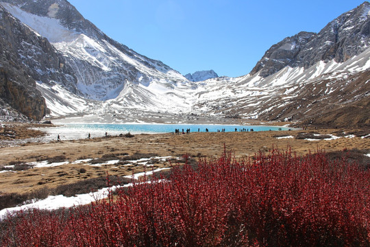 雪山高原植被