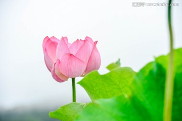 禅意荷花特写