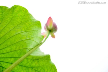 绿叶红荷花