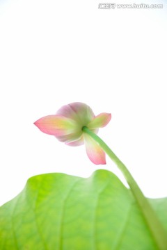 水墨荷花
