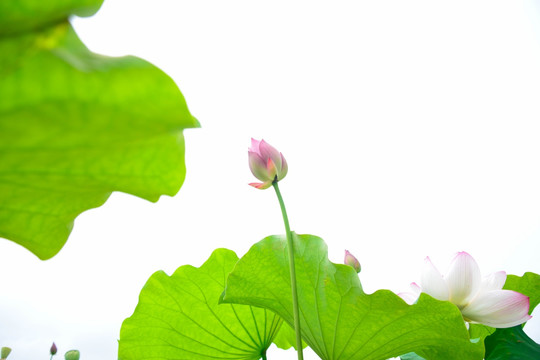 禅意荷花