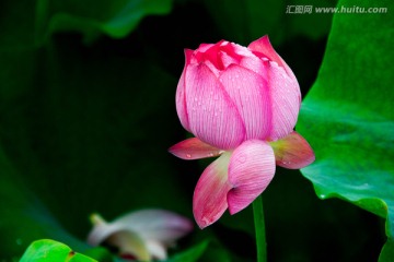 荷花特写