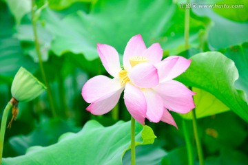 雨后荷花特写