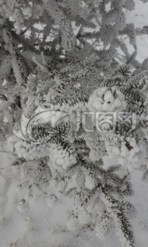 雾霾雪松