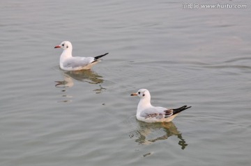 红嘴鸥