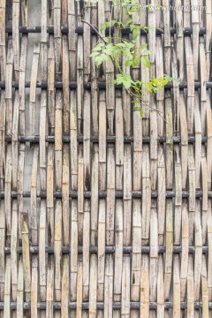 竹篱笆 竹栅栏