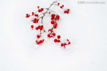 红白艳冬图
