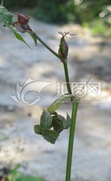 药用植物紫花前胡