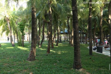 三亚湾椰子树