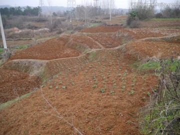 山里农田