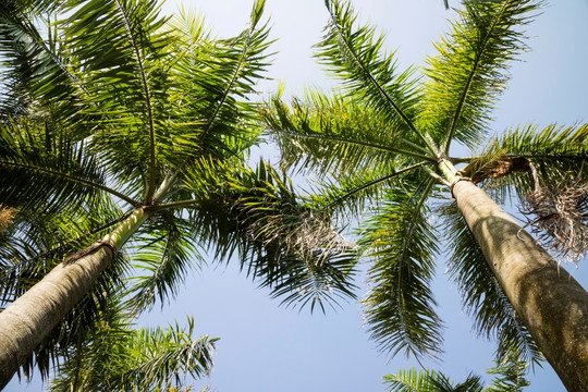椰子树 椰树