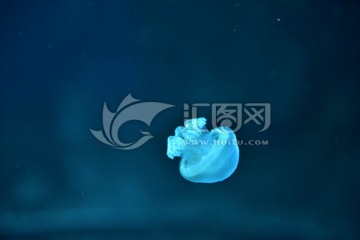 水母海月体