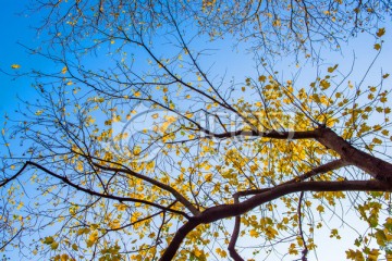 冬天的树枝 黄叶