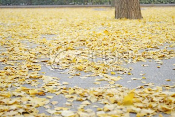 金黄色银杏叶 秋叶 唯美落叶
