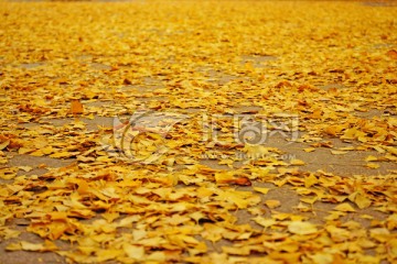 金黄色银杏叶 秋叶 唯美落叶