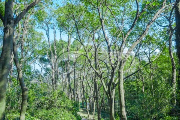 阳光树林 阳光森林