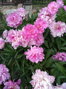 粉花
