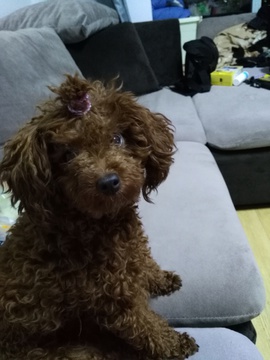 小辫泰迪犬