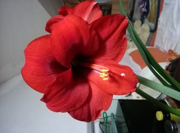 大红花