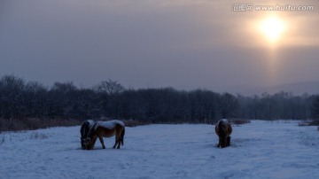 雪中的马儿