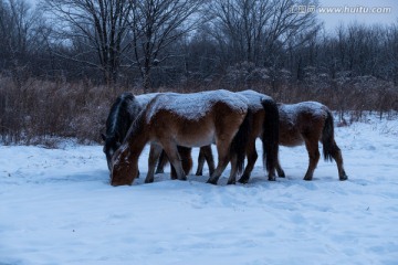 雪中的马儿