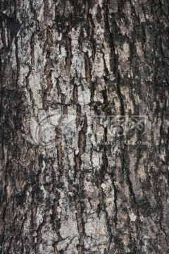 树纹 纹理