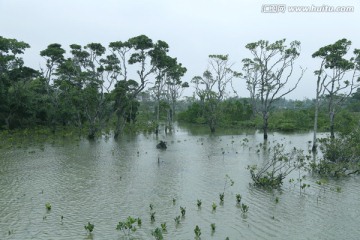 海南红树林湿地