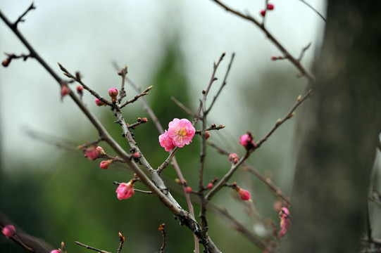 桃花