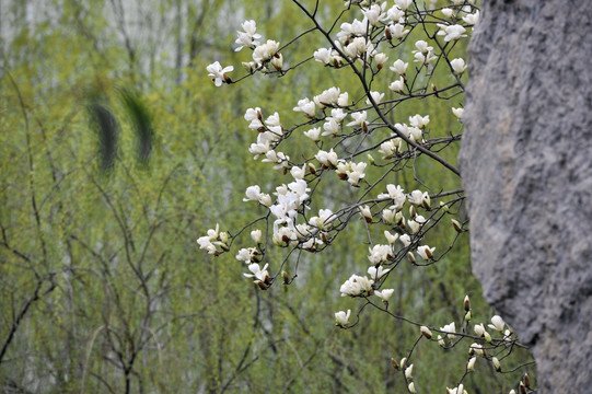 景观树  玉兰花开