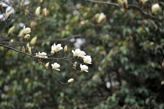 玉兰花  春天花开