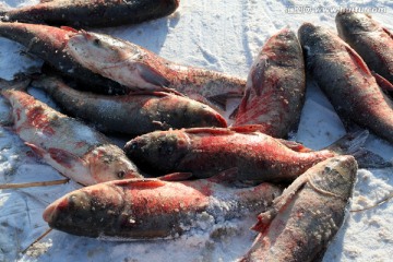 冬捕 捕鱼 打冻网 淡水鱼
