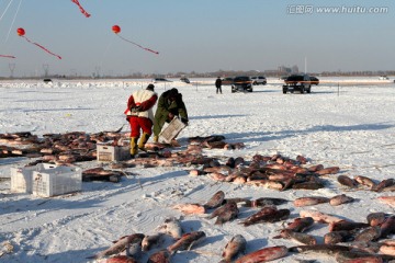 冬捕 捕鱼 打冻网