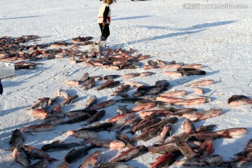 冬捕 捕鱼 打冻网