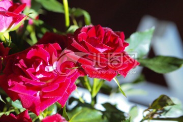 红玫瑰 鲜花 花朵