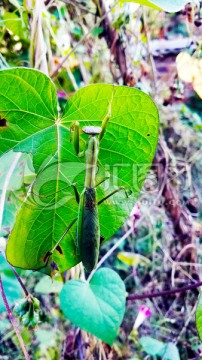 螳螂 昆虫 自然 动物