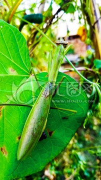 螳螂 昆虫 自然 动物 植物