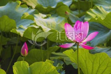 荷韵 精美荷花摄影图片JPG