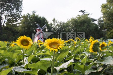 花卉摄影 向日葵摄影展JPG