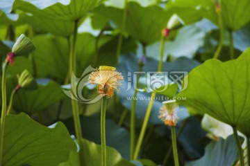 荷韵 精美荷花摄影图片JPG