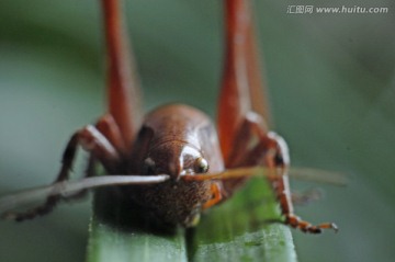 蚂蚱
