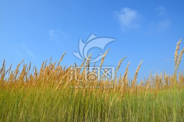 芦苇草