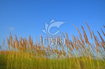 芦苇草