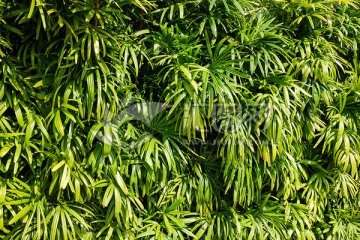 棕竹 绿色植物墙