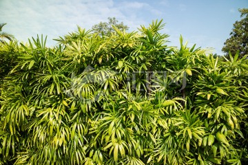 棕竹 绿色植物墙